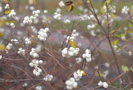 白雪莓是雪莓科观赏植物的一种灌木。
