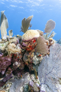 罗阿坦海岸水下的珊瑚礁