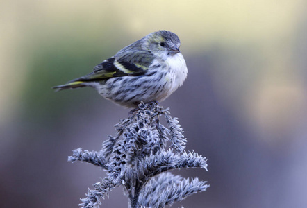 欧亚Siskin。 卡杜利斯斯皮纳斯