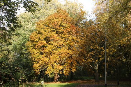 Leidschendam公共公园Schakenbosch秋季树木上的黄色橙色和棕色叶子