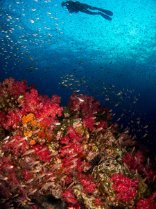 带珊瑚和宏观的科斯塔布拉娃的蓝色海洋背景