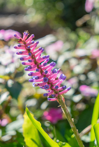 MatchbarBromeliad，aechmeagamosepala花，粉红色和蓝色
