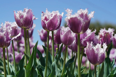 在春天的时候近距离观看紫色和白色郁金香