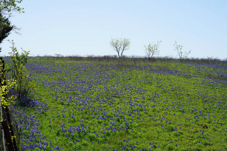 春暖花开的蓝褐色野花
