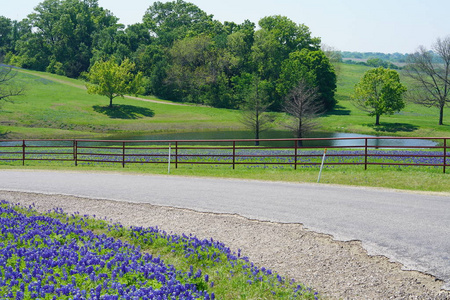 从德克萨斯州一条偏僻的乡村道路上俯瞰，春天的时候，蓝褐色的野花盛开