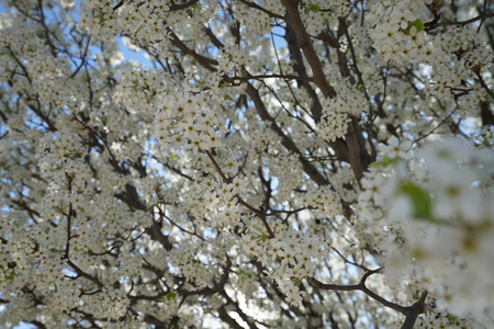 春天开花的梨树