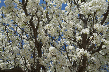 春天开花的梨树