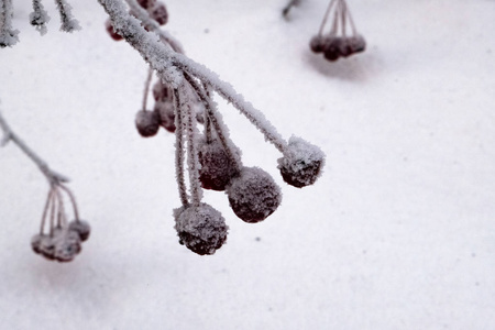 雪背景上覆盖着海霜的树枝上的野生苹果。 以冬季天气降雪降霜为主题的设计。 复制空间。