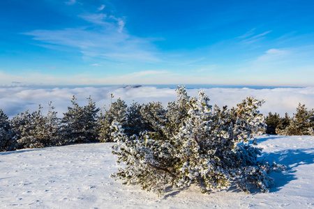 一棵松树在冬天白雪皑皑的平原上