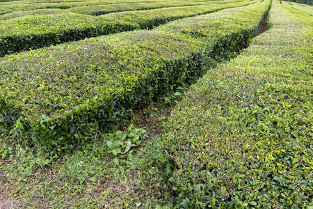 绿排的茶生长在附近的Sao胸罩上的SaoMiguel在亚速尔。