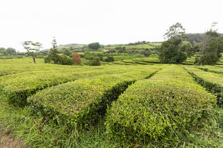 绿茶灌木生长在葡萄牙萨奥米格尔岛的茶园。