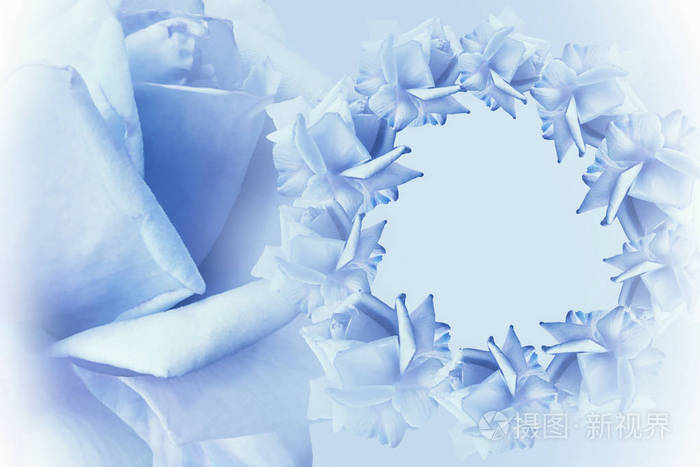 花的组成. 淡蓝色背景上的蓝色花朵玫瑰框架. 站起来. 大自然.