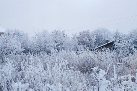 树枝上蓬松的雪。 冬季景观。