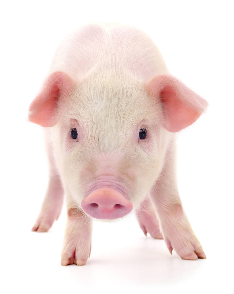 专题：第173期猪市大吉会议纪要(202501223)