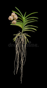 万达兰花植物图片
