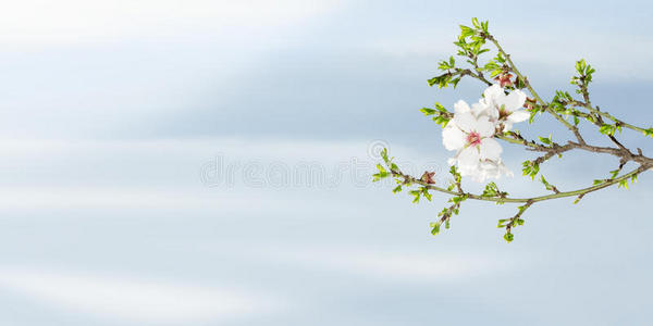 春暖花开的杏树映着蓝天