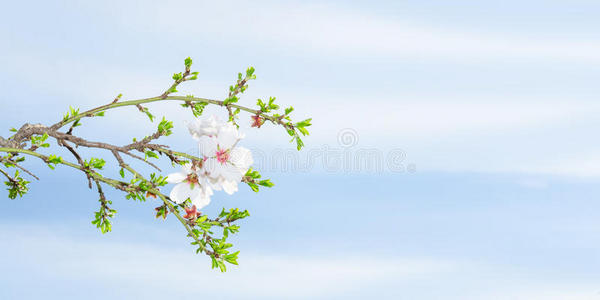 春暖花开杏树映蓝天