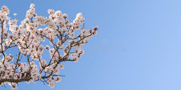 春花杏树的大树枝