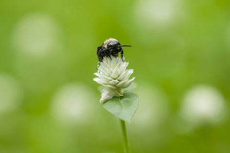 蜜蜂在白色的草花上。