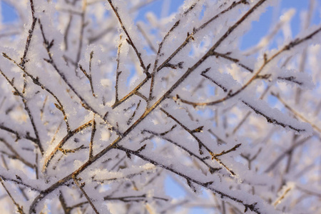 冬天的冰冻树。雪天覆盖着蓝天前的树木。冬季霜冻林。特写