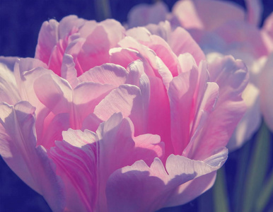 特写镜头的装饰郁金香花, 背光