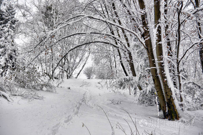 冬季景观林雪冬树木在多云的冬季天气冬天大自然宁静的景象冬天的森林