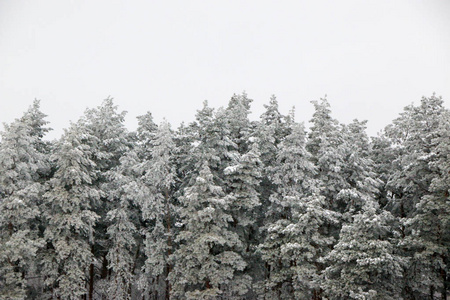 雪盖松树林的性质在暴风雪期间