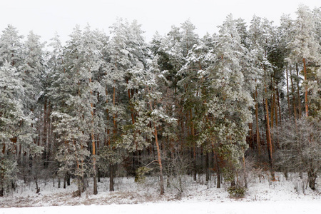 雪盖松树林的性质在暴风雪期间