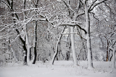 冬季景观林雪冬树木在多云的冬季天气。 冬天，大自然，宁静的景象，冬天的森林里覆盖着白雪