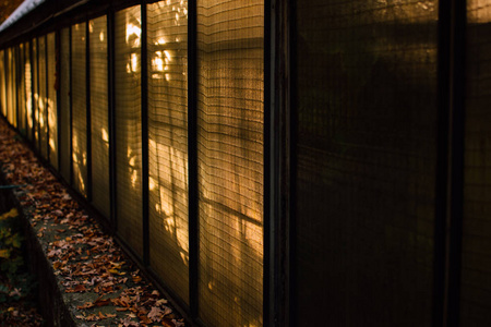 树的影子投射在温室的墙上。 红色的落叶躺在地上。 忧郁的秋季概念
