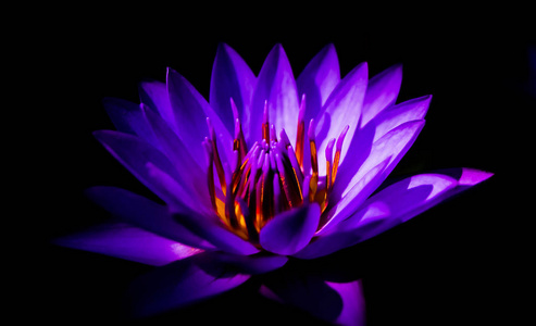 莲花在黑色背景上分离，睡莲在黑暗中紫色