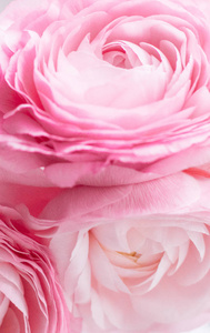 玫瑰花接近婚礼假日和花背景风格的概念优雅的视觉