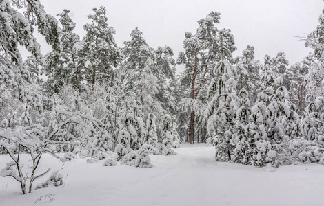 在冬天散步。 下雪的森林。 白雪覆盖的树。 飘雪。