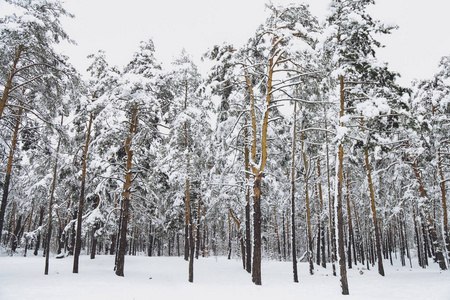 冬天的森林雪。 白雪覆盖了松树，雪中有美丽的冬景自然