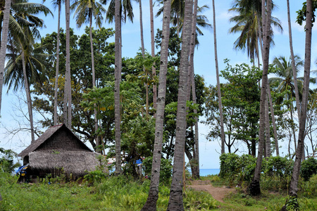 丛林中的传统小竹屋。 菲律宾。 巴拉万。
