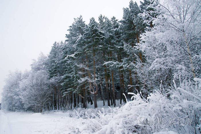 白天的冬季景观,雪林和漂流. 寒冷的天气.
