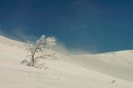 雪山上孤独的树。 比斯扎迪山。 波兰