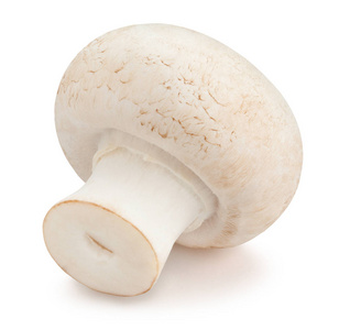 白色背景下分离的单瓣香樟菇图片
