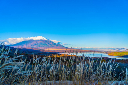日本秋季稻子或稻子湖富士山的美丽景观