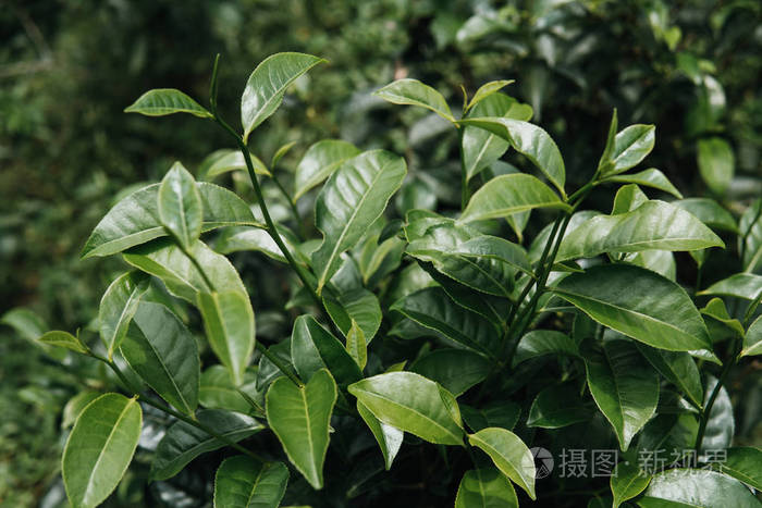 绿茶芽和新鲜的叶子茶园关闭绿色背景