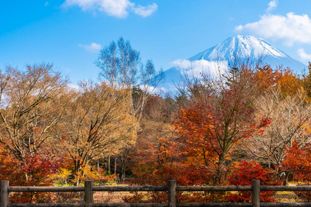 日本秋季环湖枫叶树的富士山美景