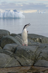 南极岩石上有倒影的企鹅