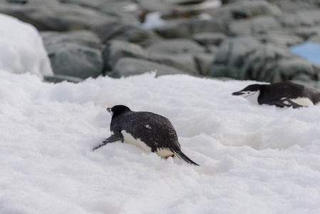 下巴带企鹅爬在雪地上