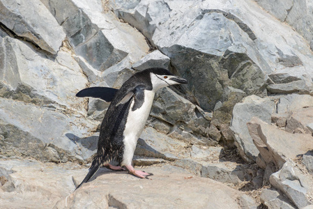 南极岩石上爬的企鹅
