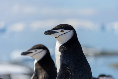 南极海滩上的颏带企鹅靠近