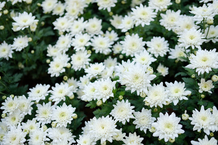 花园里的白色菊花。 公园内盛开的植物