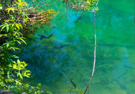 鱼漂浮在清澈的绿松石水中。