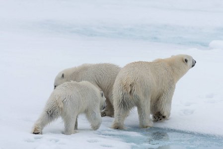 野生北极熊乌苏玛蒂目母亲和双胞胎幼崽在PA上