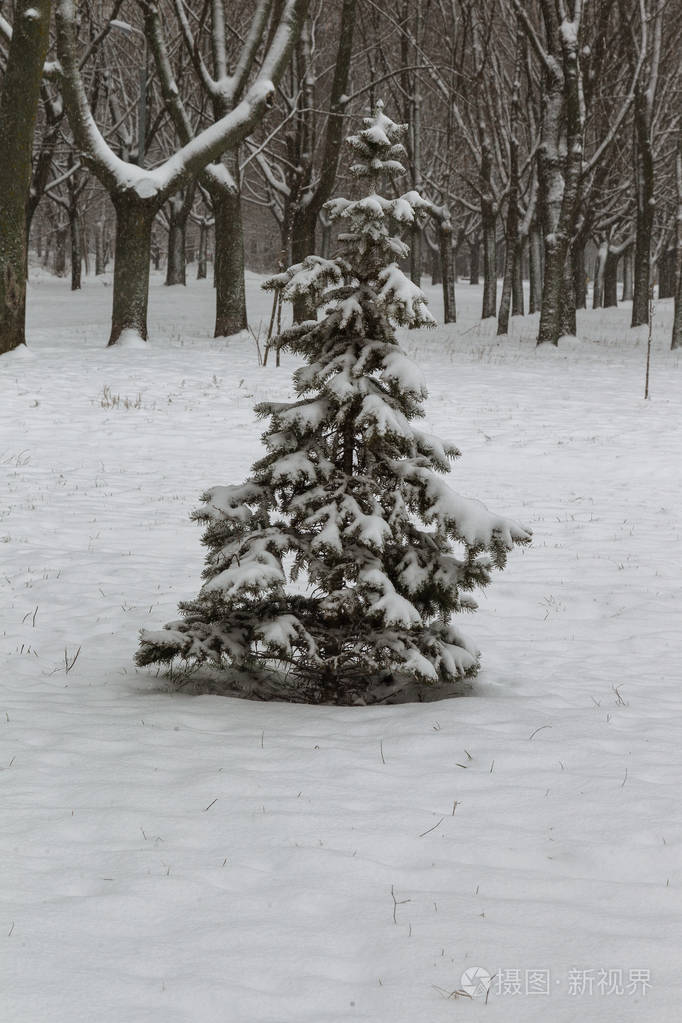 白雪覆盖公园的冬季景观 冬天在公园里下雪在树巷的路上下雪