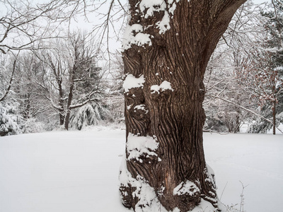 新鲜的雪在林地和这棵树干上的蒙茅斯战场州立公园在新泽西。